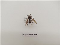 藏品(日本長腳蜂)的圖片